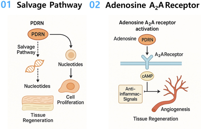 Mechanism illustrative image